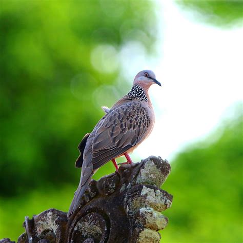 鴿屬|鳩鴿科